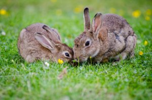 Rabbit Awareness Week 2nd to 10th June 2018