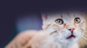 Pet Vaccinations & Regular care tips for your companion