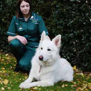 Dogs in Hot Weather Help 46 Web