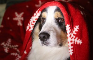 dog - vets ashby north leicestershire xmas blog
