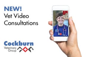 Video Consultation: Vet consultations via mobile phone | Cockburn Vets