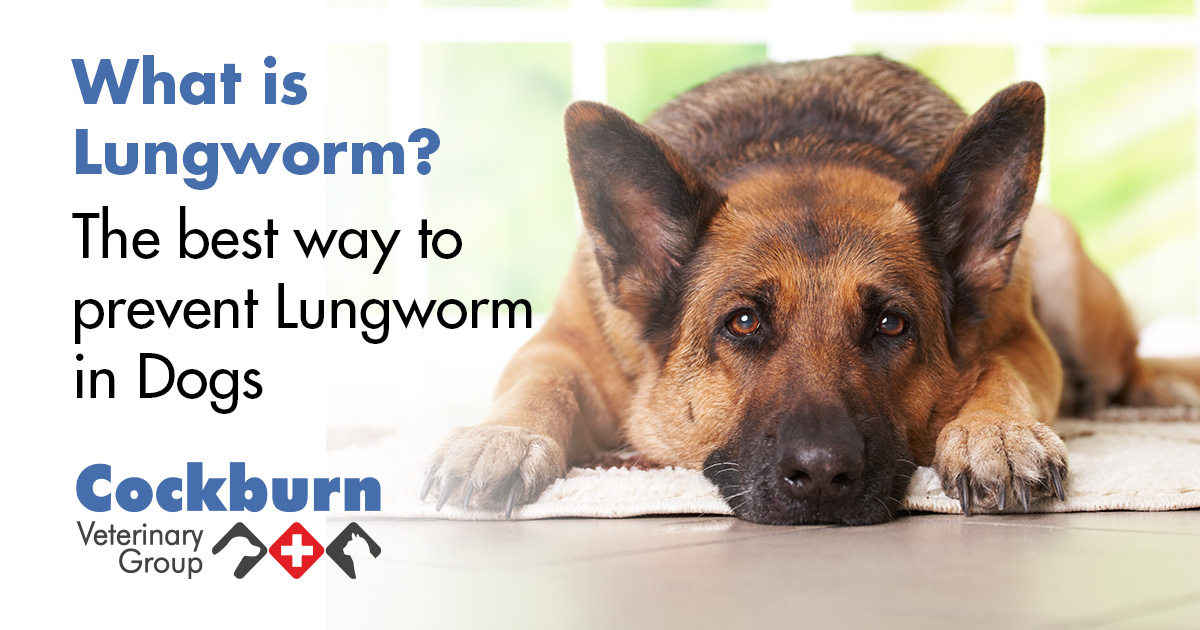 What is Lungworm? The best way to prevent Lungworm in Dogs