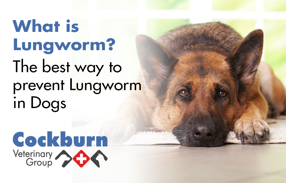 flea tick and lungworm treatment for dogs