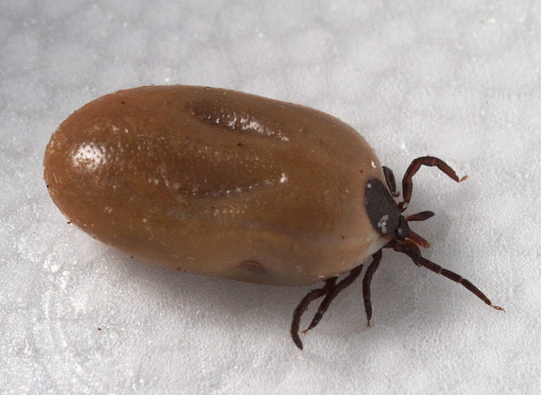Ticks on Dogs and Cats Identify, Remove & Prevent Ticks