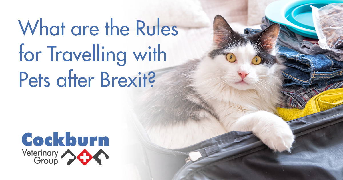 What are the Rules for Travelling with Pets after Brexit?