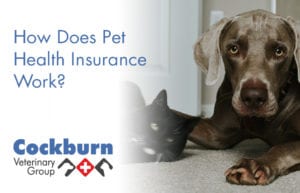 Cockburn Vets - Pet Health Insurance - wp