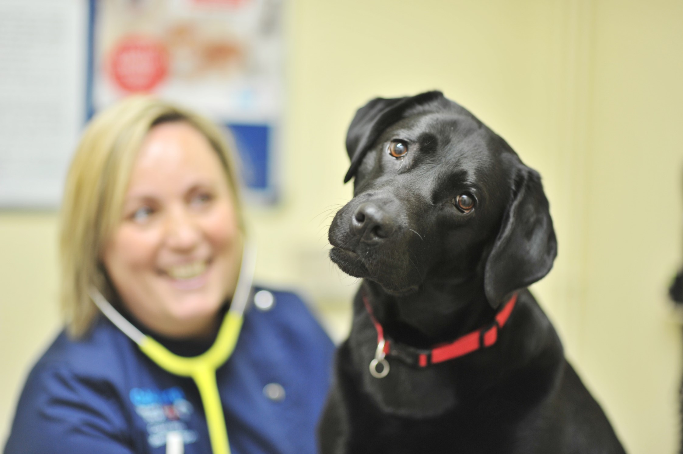 Veterinary Surgeon Job vacancy Cockburn Vets Coalville, Leicestershire