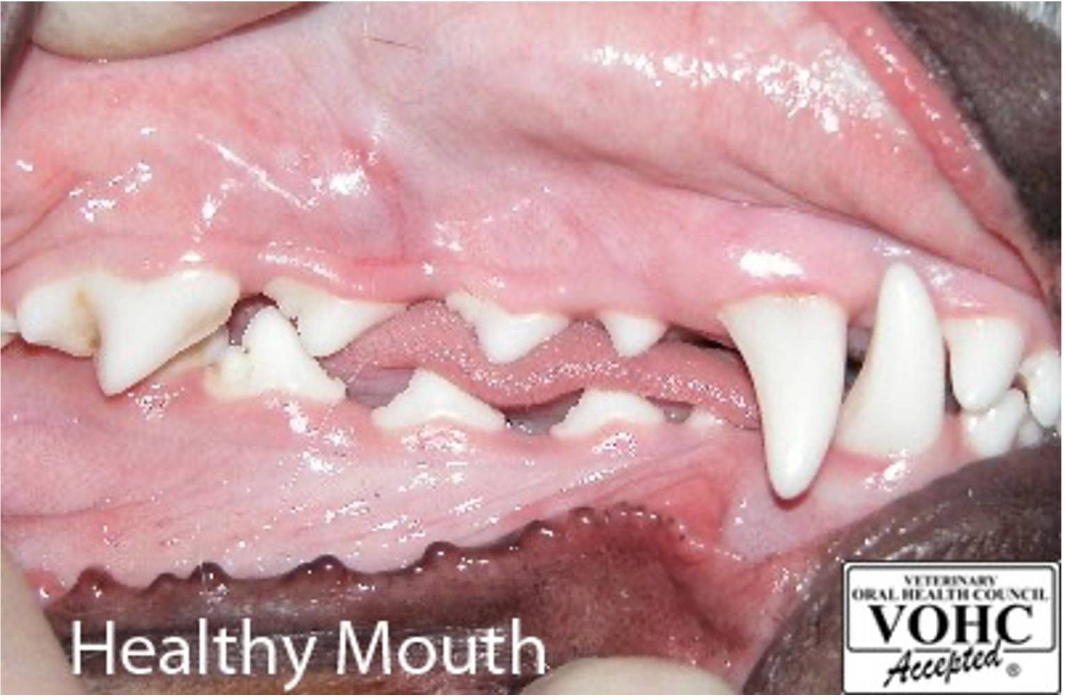 Identifying and Preventing Dental Disease in Dogs and Cats