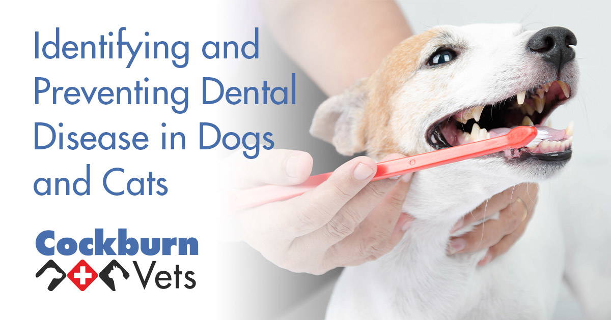 Identifying and Preventing Dental Disease in Dogs and Cats