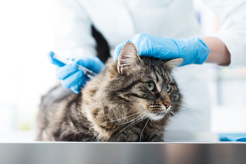 The painful risks of not vaccinating your pet