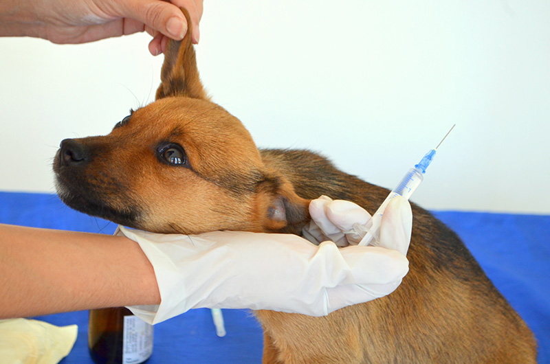 The painful risks of not vaccinating your pet