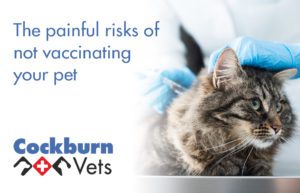 The painful risks of not vaccinating your pet