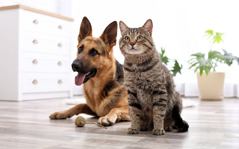 essential activity fit into your cat and dog’s lives