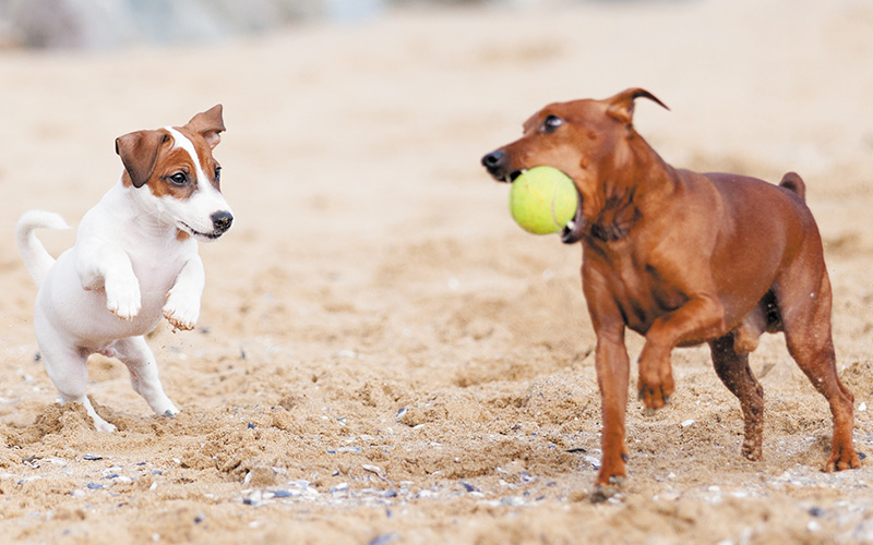 essential activity fit into your dog’s lives