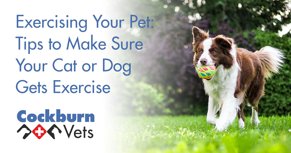 Exercising Your Pet Tips to Make Sure Your Cat or Dog Gets Exercise
