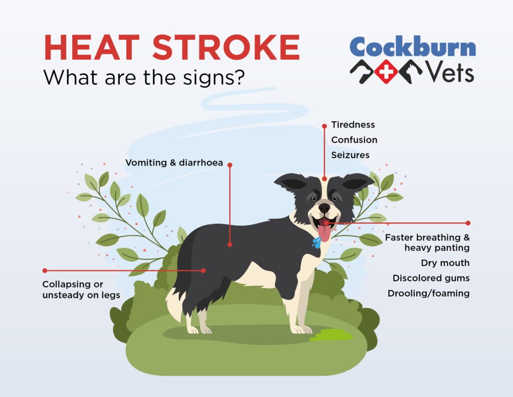 Heatstroke In Dogs Infographic of Symptoms
