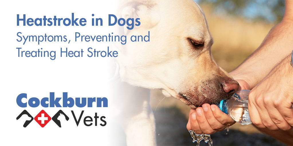 Can Dogs Recover From Heatstroke