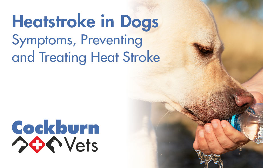 How Do You Treat Heat Stroke In Puppies