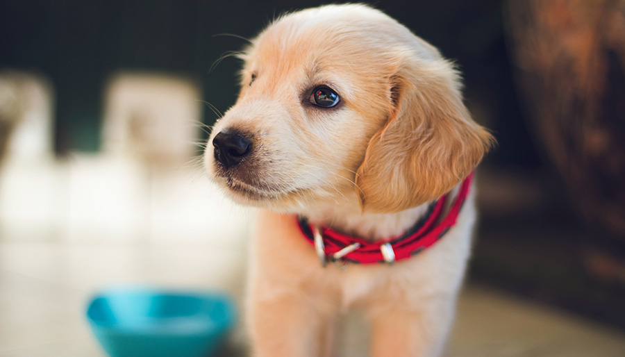 Feeding your puppy and dog