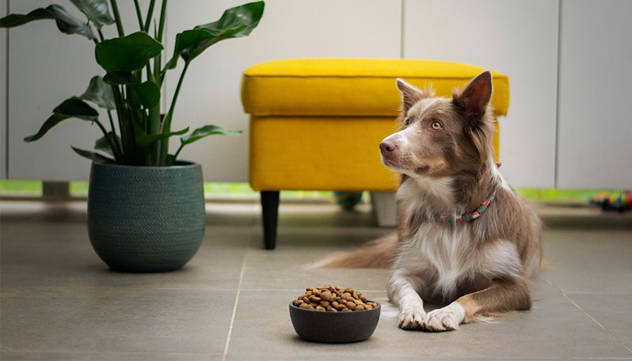 Feeding your puppy and dog