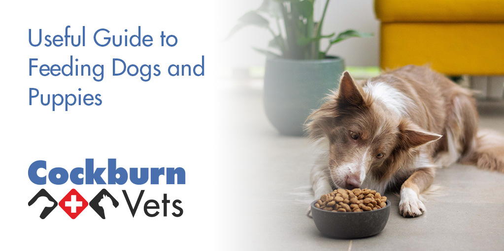 What Are Dogs Useful For
