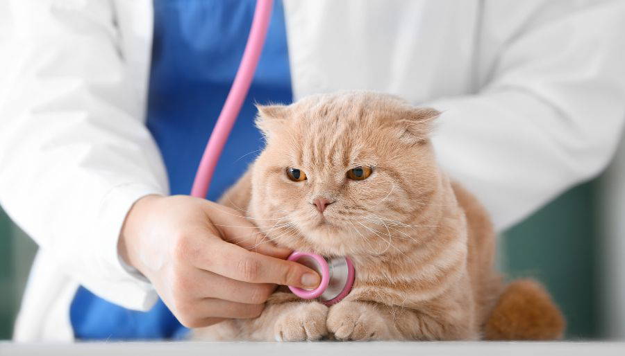 High blood pressure and hypertension in cats Cockburn Vets