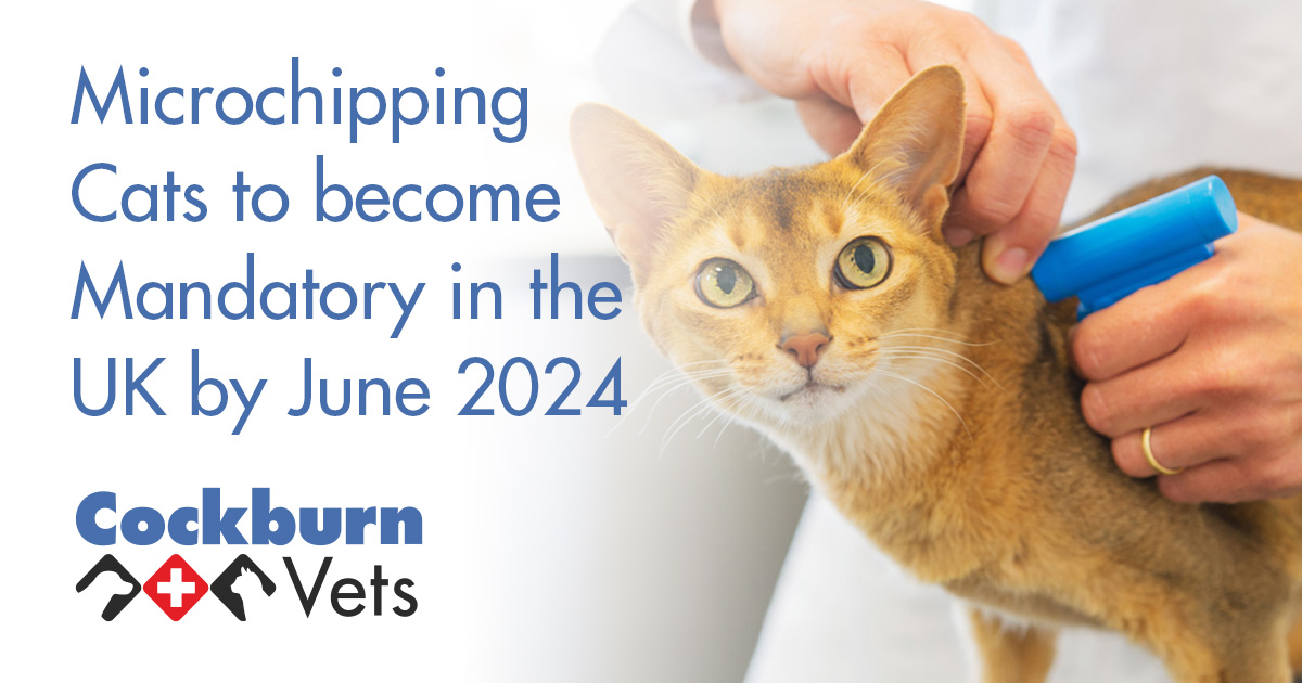 Microchip location on best sale cats