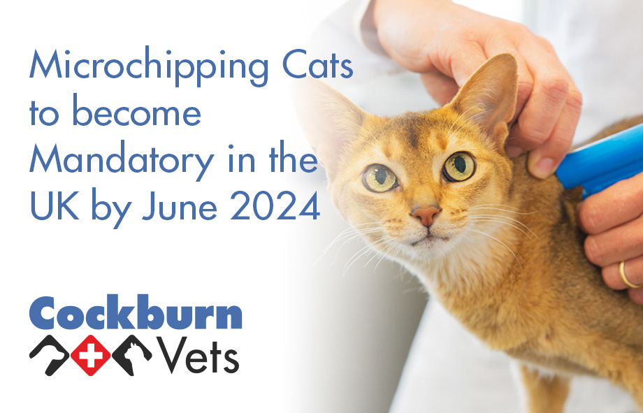 Microchipping Cats to become Mandatory in the UK by June 2024