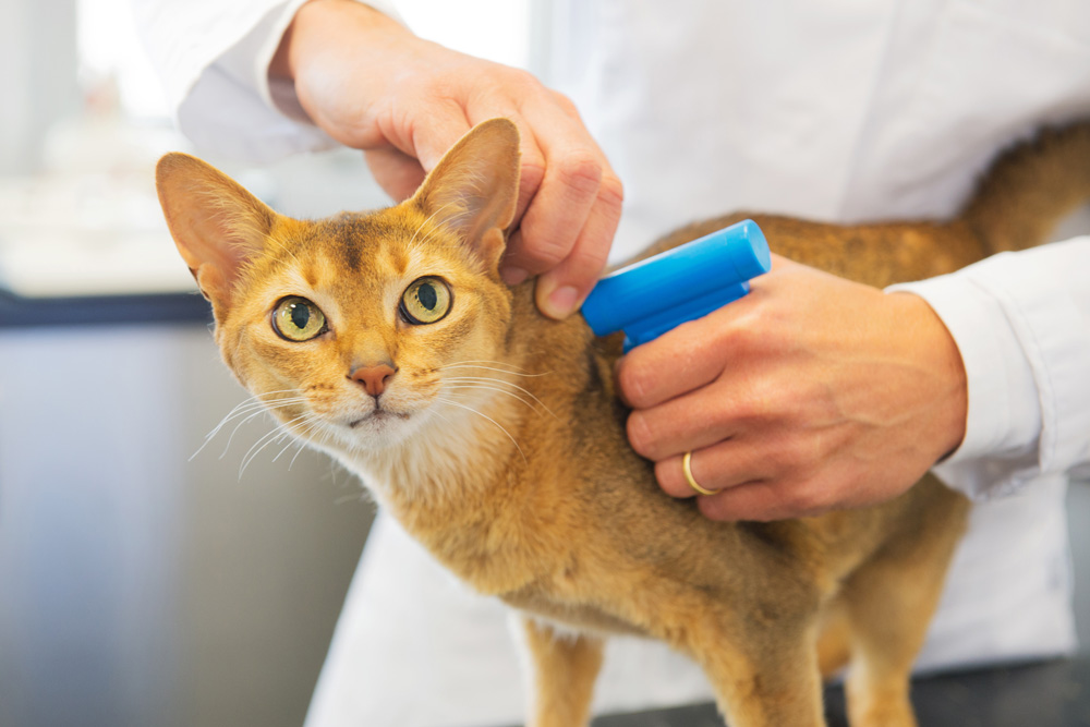 Microchipping Cats to become Mandatory in the UK by June 2024