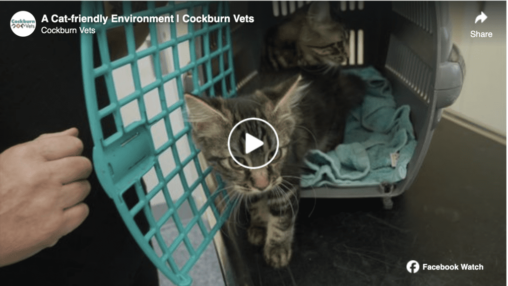 Video: A Cat Friendly Environment | Cockburn Vets