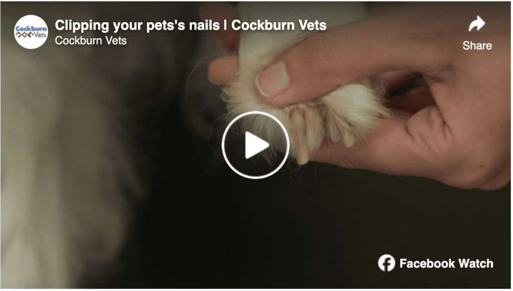 Video: Clipping your pets nails | Cockburn Vets