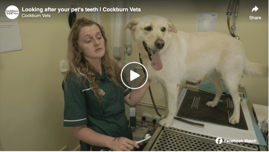Video: Looking After your pets teeth | Cockburn Vets