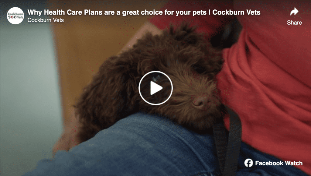 Video: Why Health Care Plans are a great choice for you and your pet | Cockburn Vets