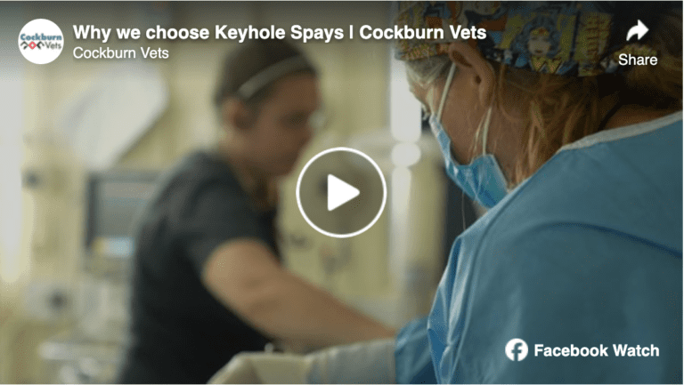 Video: Why we choose keyhole spays | Cockburn Vets
