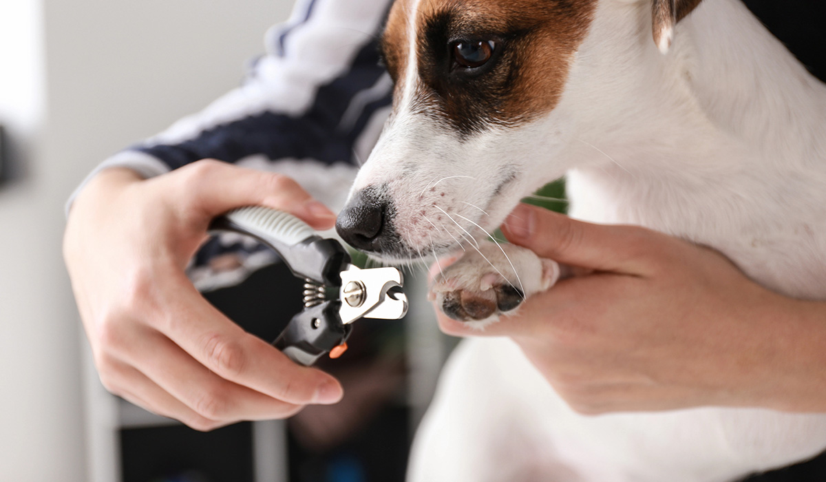 Essential Tips for Pet Nail Clipping How to Trim Dog & Cat Claws