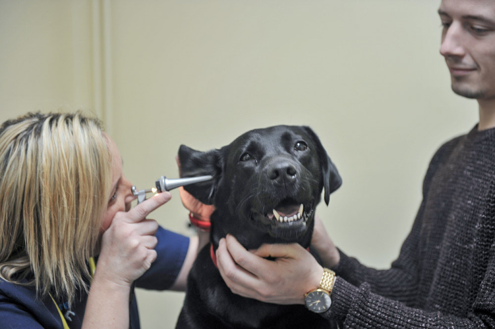 dog-friendly-vet-in-coalville-4