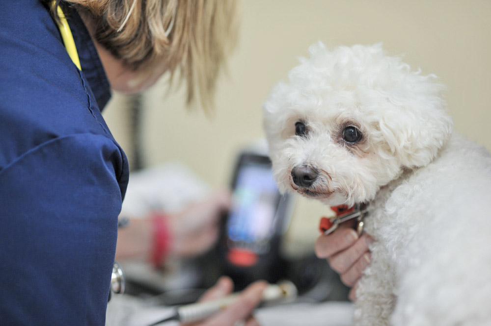 dog-friendly-vet-in-coalville-6