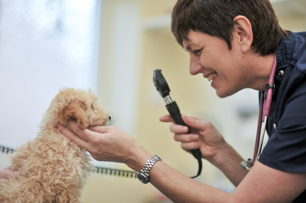 dog-friendly-vet-in-coalville-7