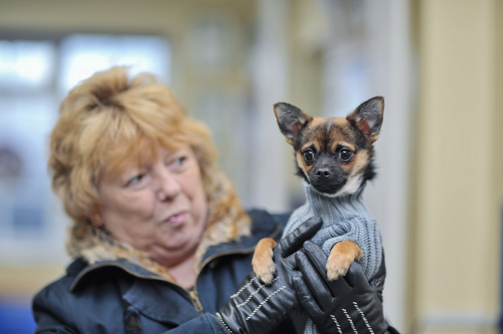 dog-friendly-vet-in-coalville-9