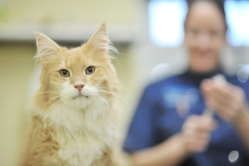 cat-friendly-vet-in-coalville-cockburn-vets-2
