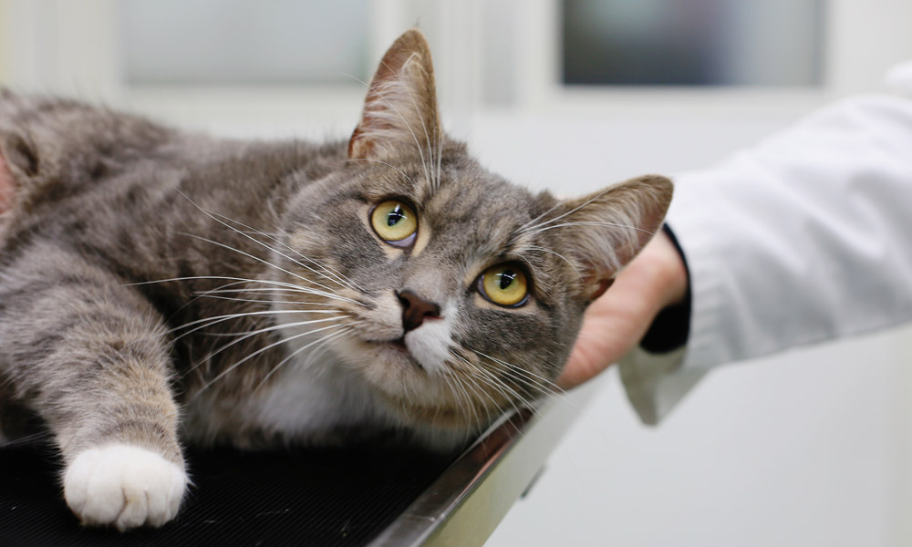 cat-friendly-vet-in-coalville-cockburn-vets-3