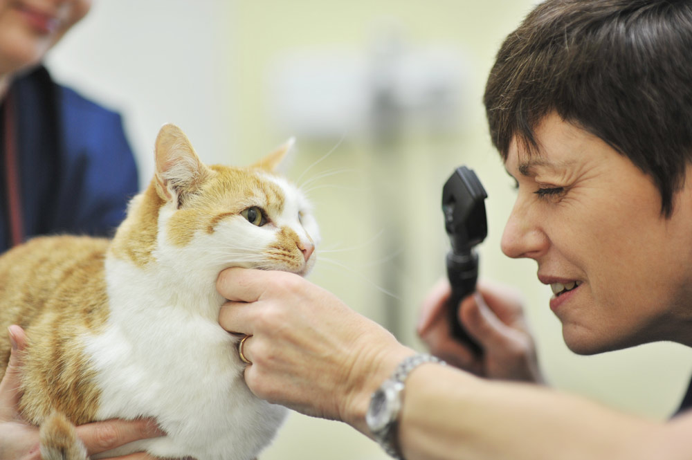 cat-friendly-vet-in-coalville-cockburn-vets-4