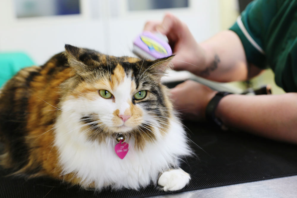 cat-friendly-vet-in-coalville-cockburn-vets-5