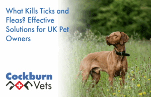 What kills ticks and fleas | Cockburn Vets