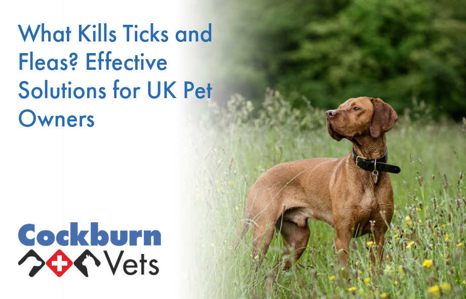 What kills ticks and fleas | Cockburn Vets