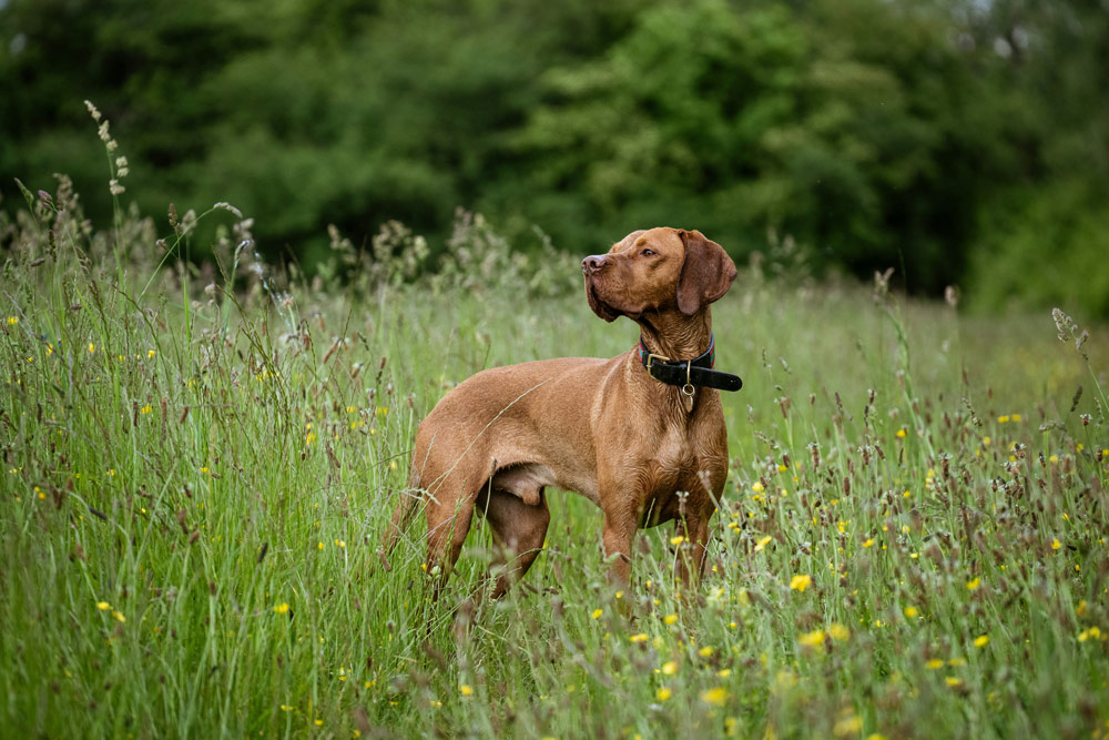 What kills ticks and fleas | Cockburn Vets