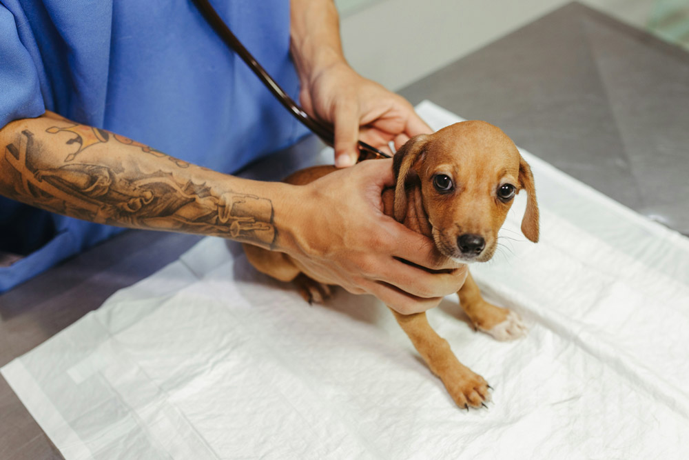 Top tips for caring for puppies and kittens - book a vet check-up | Cockburn Vets