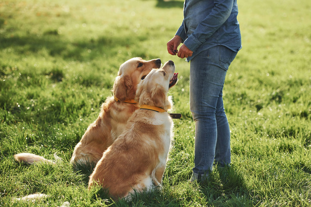 Top tips for caring for puppies and kittens - socialisation and training | Cockburn Vets