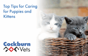 Top tips for caring for puppies and kittens | Cockburn Vets