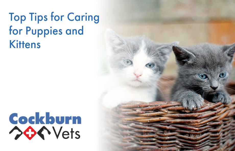 Top tips for caring for puppies and kittens | Cockburn Vets